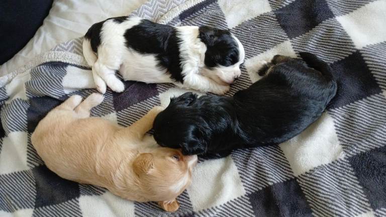 Cavapoo puppies 