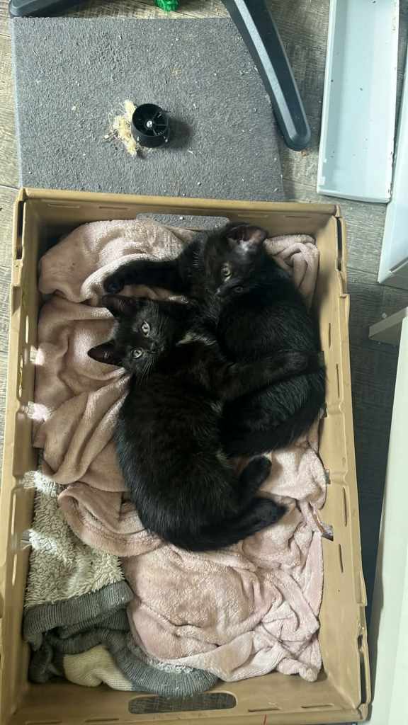 2 black kitten 