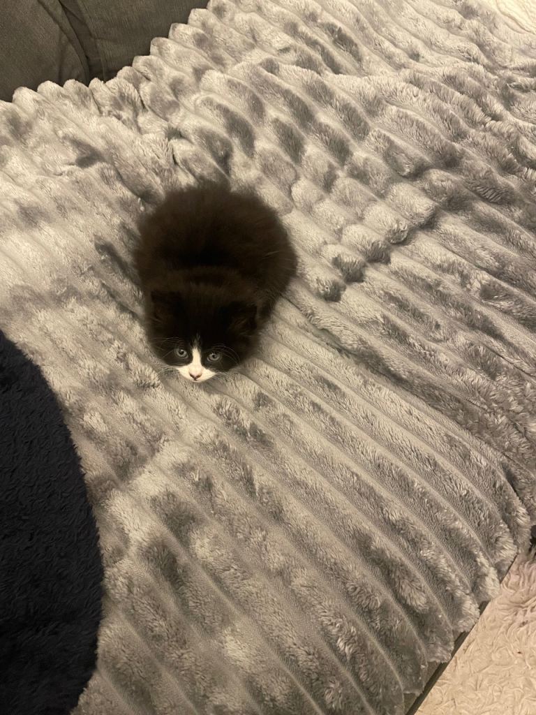 4 female kittens black - black and white 