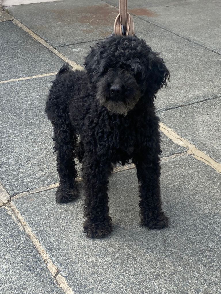 Beautiful toy poodle 