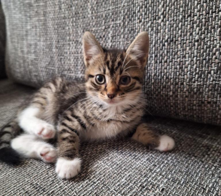 Beautiful kittens waiting to meet their new families😻