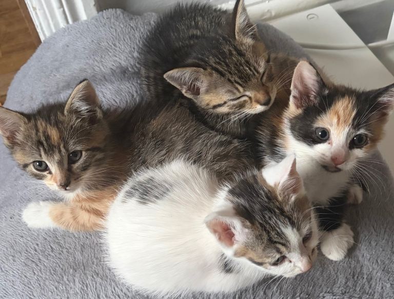Kittens