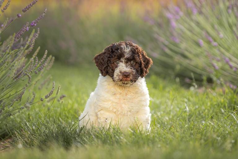 Spanish WATER Dog RKC registered 