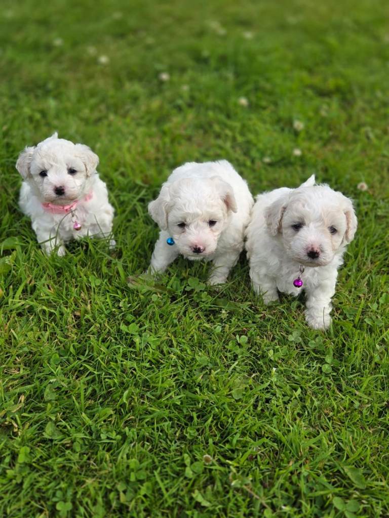 Bichon frise puppies 