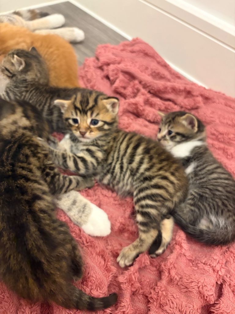 Kittens for sale