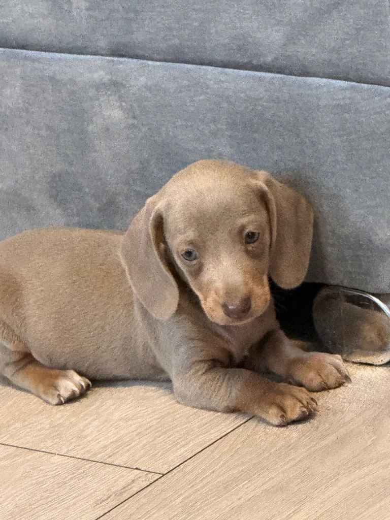 Miniature dachshund puppies!!