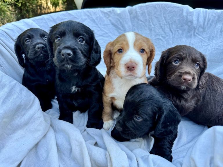 Cocker spaniel puppies 
