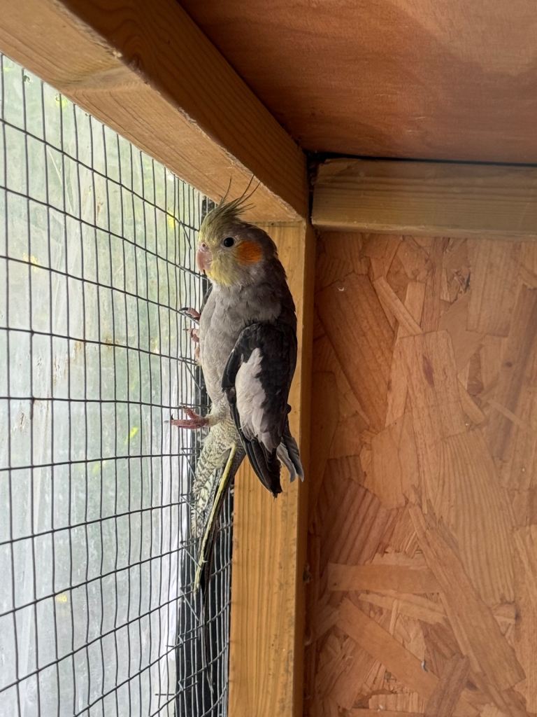 Young and beautiful cocktails 