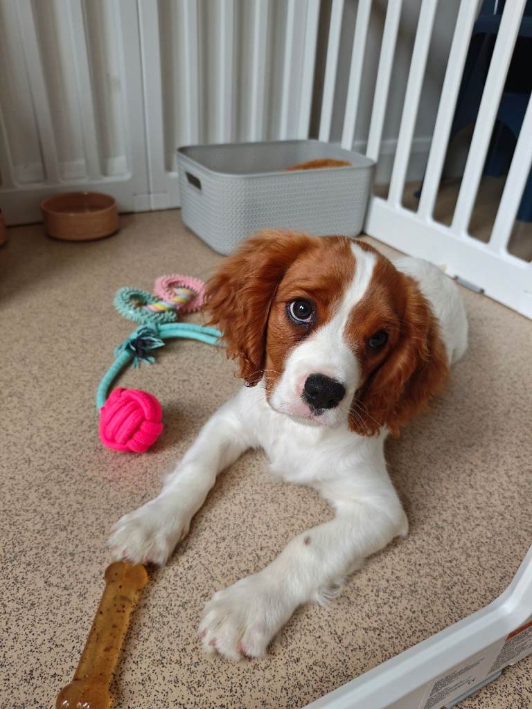 15 week male KC cavalier fully vaccinated 