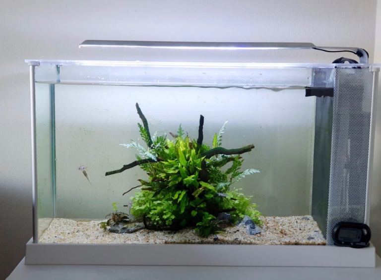 fluval spec 19l
