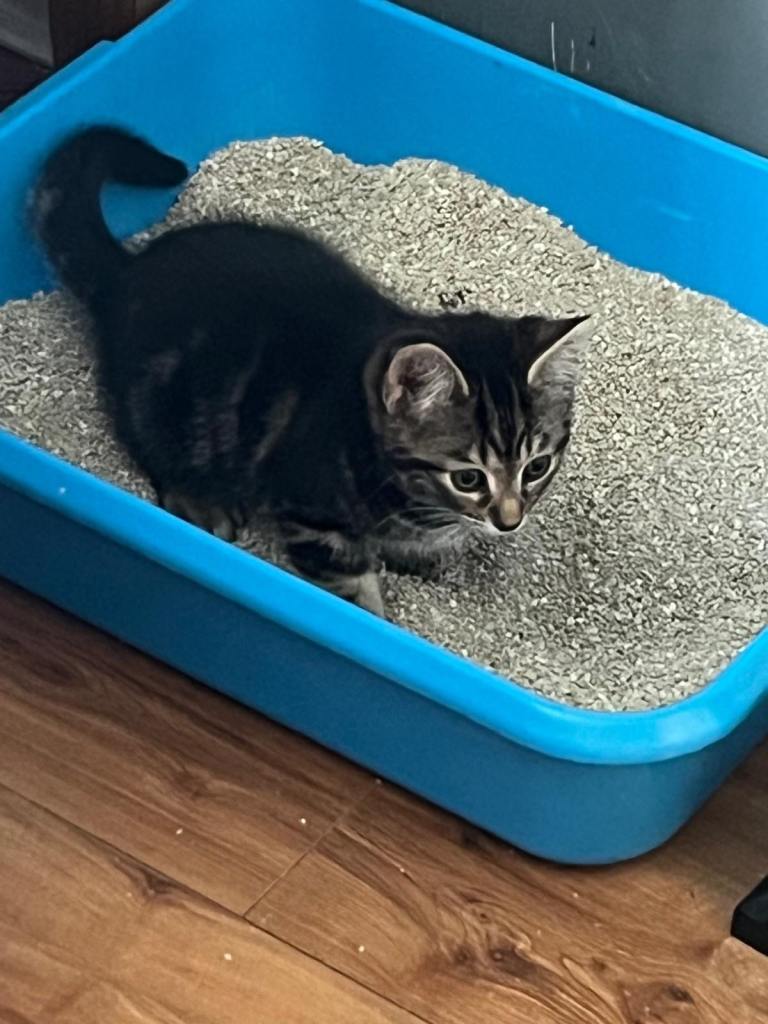 8 weeks old kittens