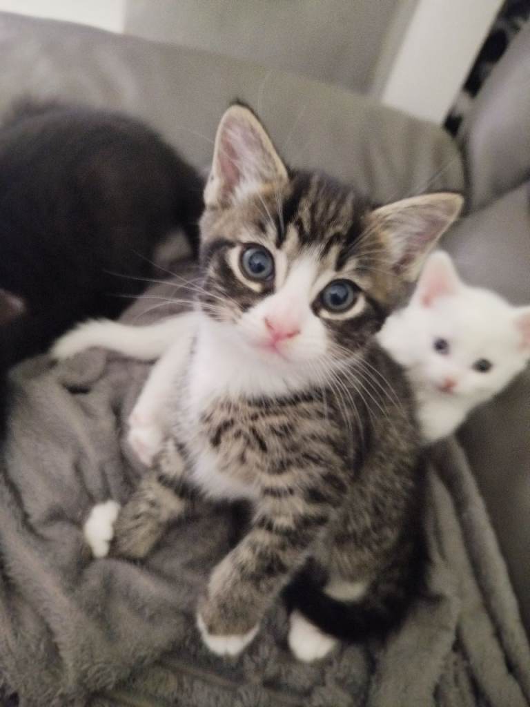Kittens ready to go today