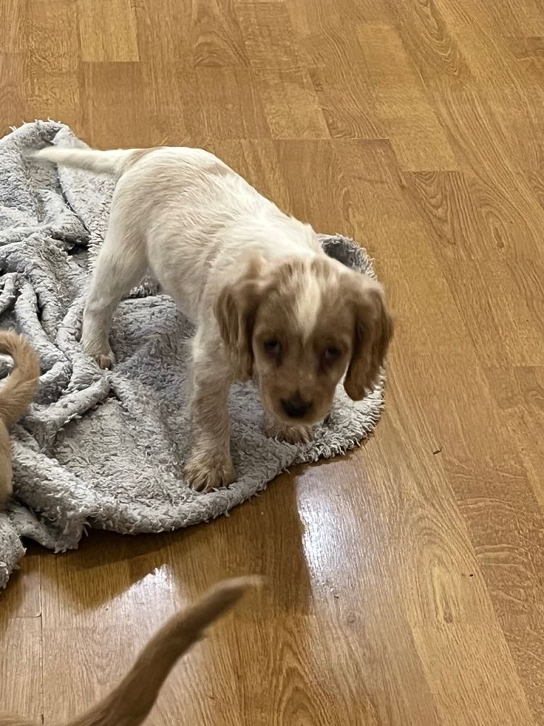 Cocker spaniel bitch 