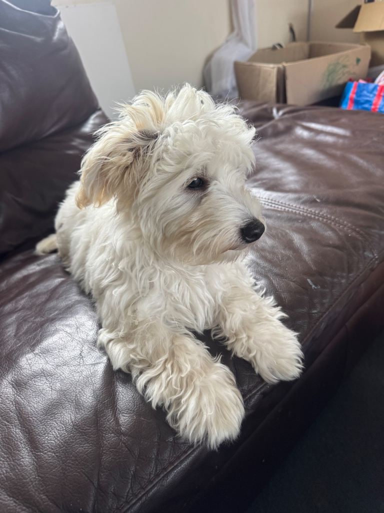 Maltese puppies for sale