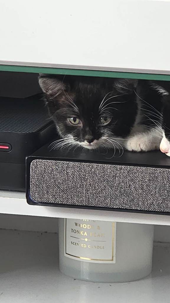 2 female kittens 