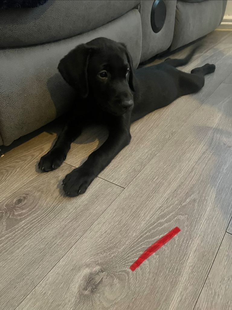 READY NOW! Beautiful KC Labrador Puppies