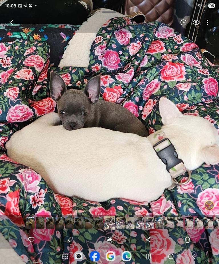 Blue lilac  Merle chihuahua puppies 