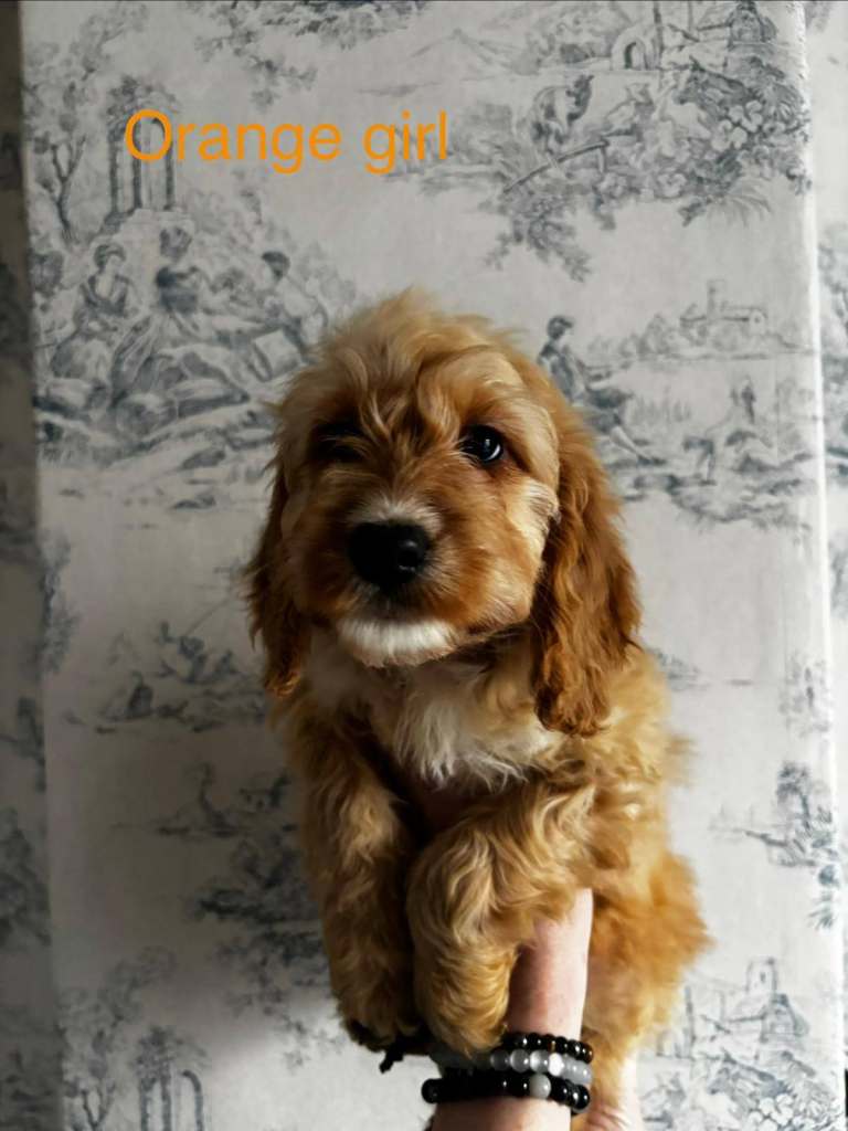 🐾 Beautiful F1b Cockerpoo Puppies – Fully vaccinated – Ready Now 🐾