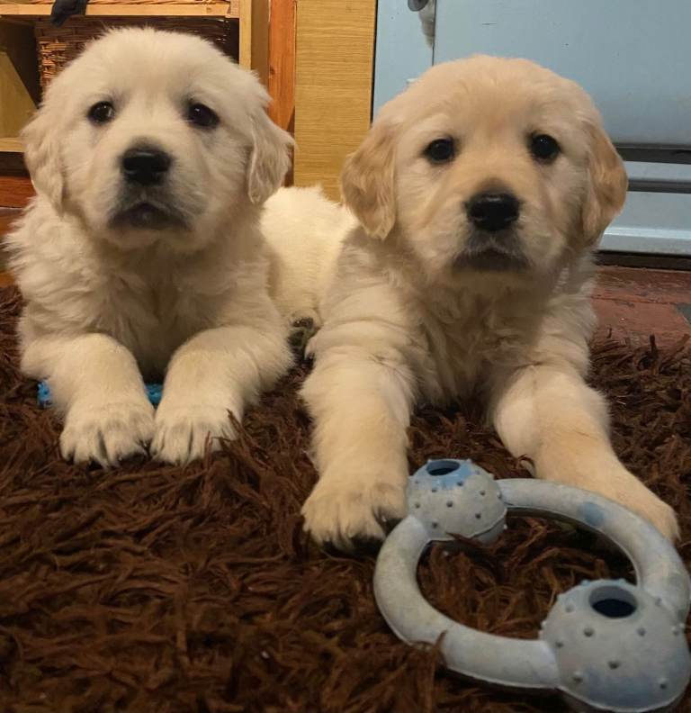 Golden Retrievers for sale 