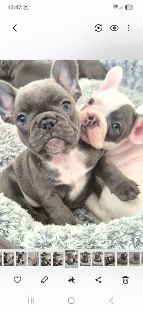 KC register Blue grey white French Bulldog puppies  🏡❤️
