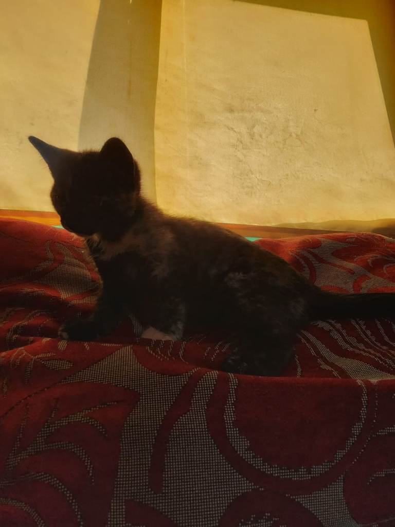 Kitten for sale