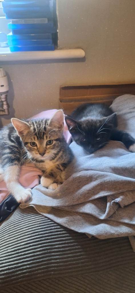 Bengal x Maine Coon kittens 9 weeks old
