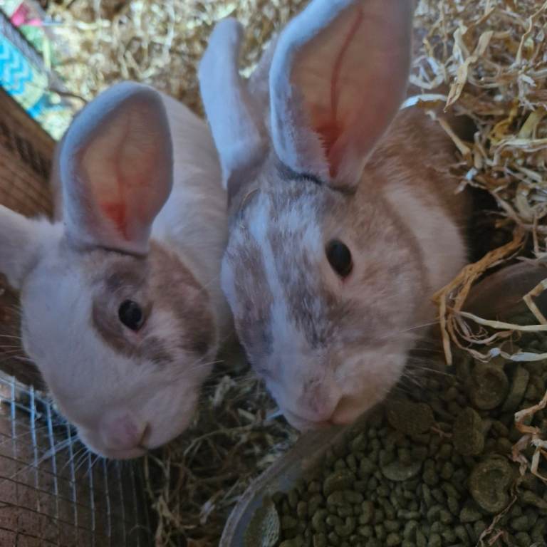 2 female rabbits