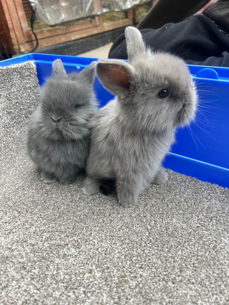 2 absolutely stunning Lionhead cross holland lop rabbits 2 left 