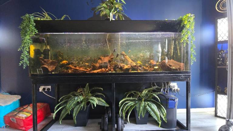 Full Malawi 6ft aquarium set up including 40-50 fish