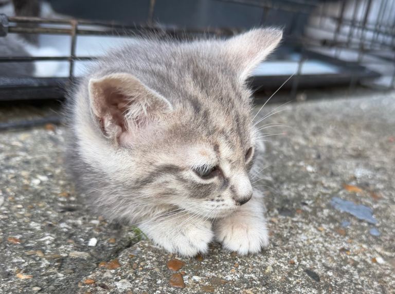 Kittens 