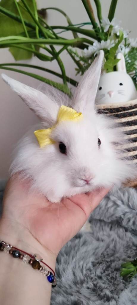 mini lop / lion head 