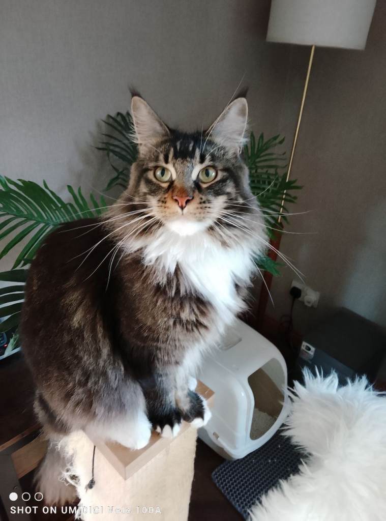 BEAUTIFUL TICA REGISTERED MAINE COON MALE – DEXTER – £1,500