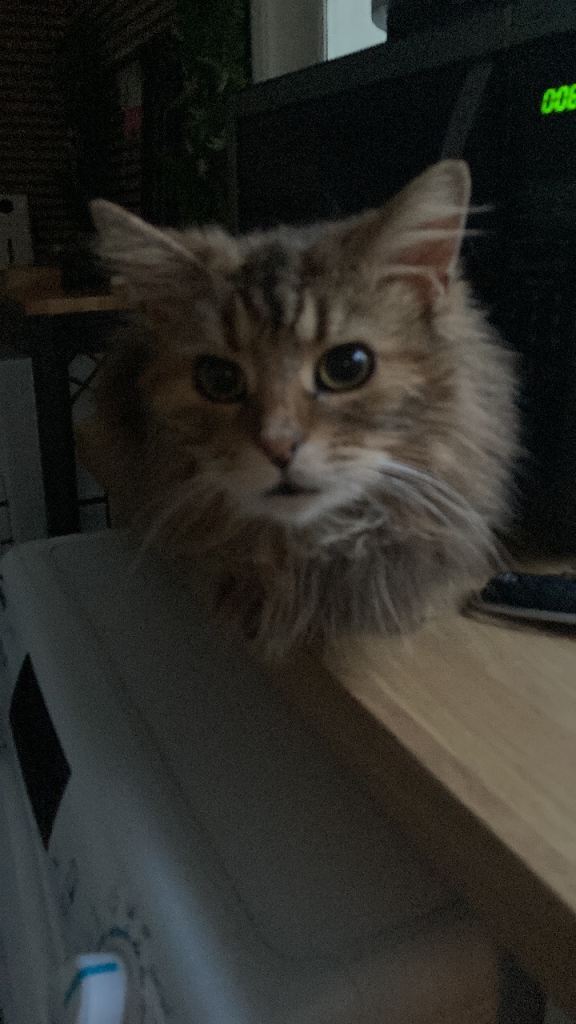 Dolly up for adoption