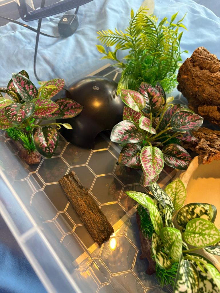 UPDATED Snake starter kit (reptile)  corn snake ball python hognose snake milk snake etc 