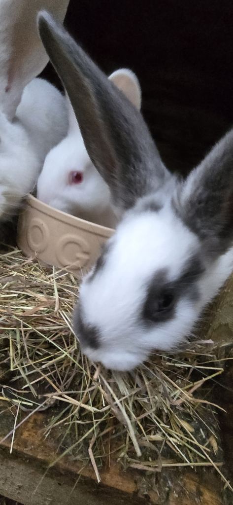 Rabbits New Zealand cross Continental 