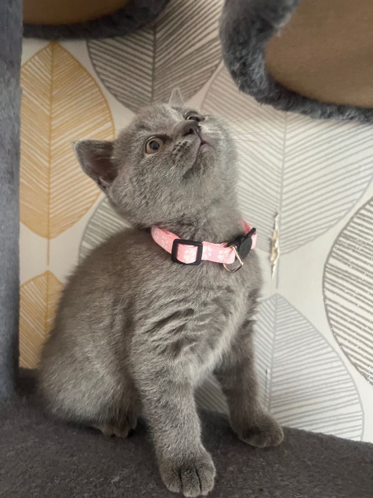 ✨ Beautiful Chunky British Shorthair Kittens