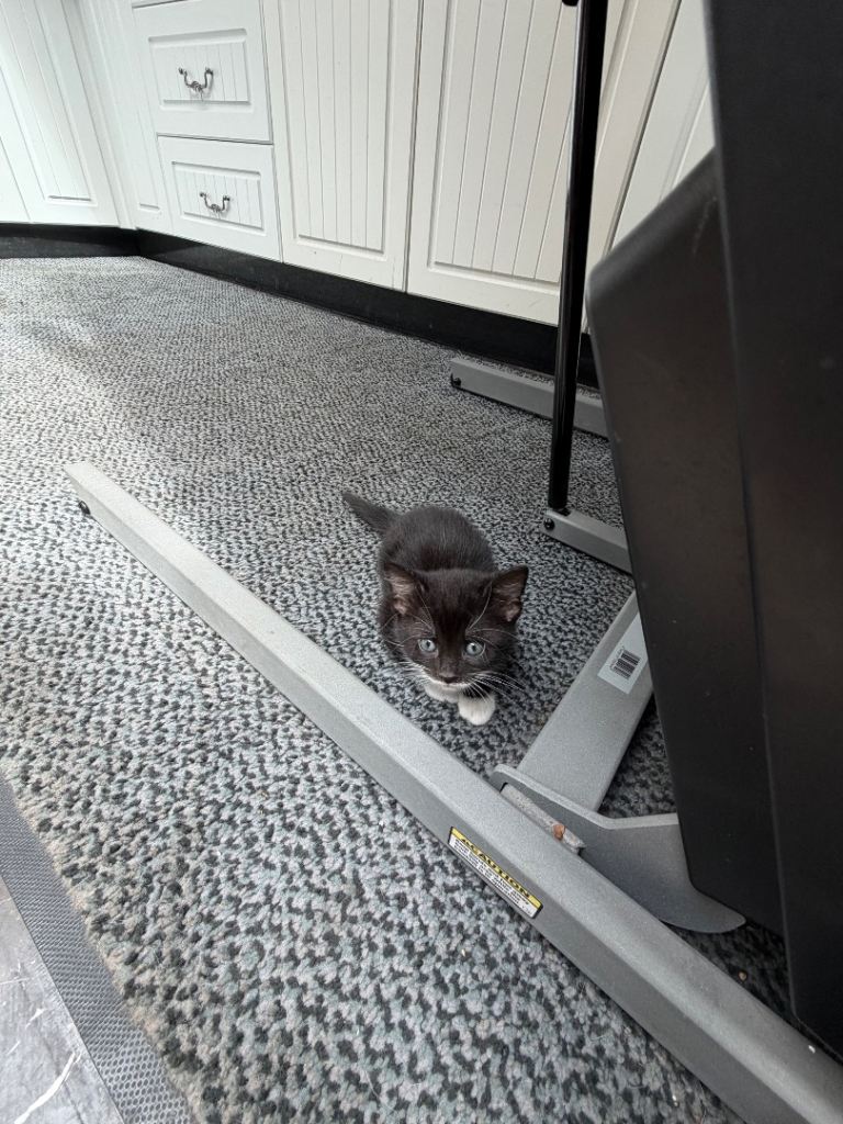 Kittens for sale 