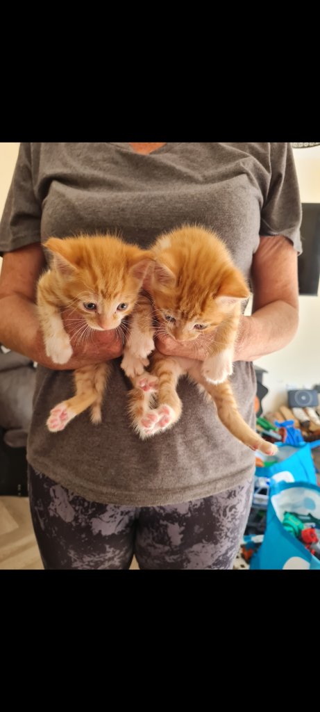 KITTENS FOR SALE 