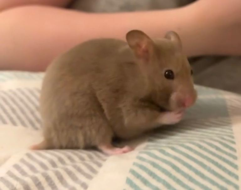 Female hamster