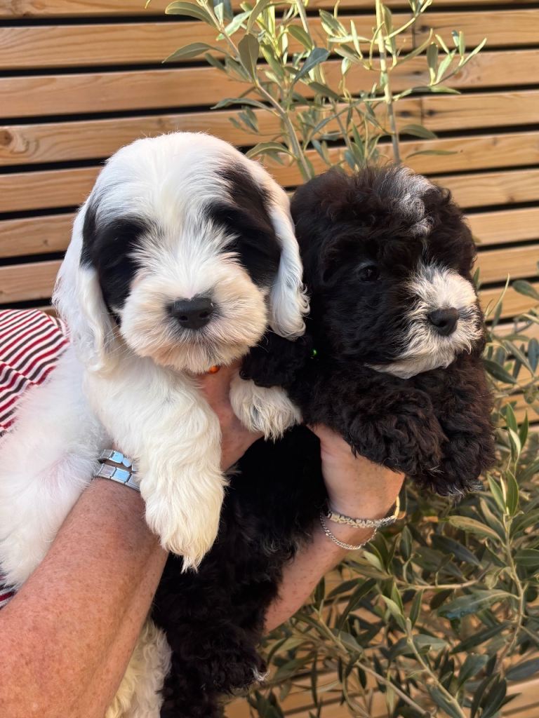 Sheepadoodle puppies 