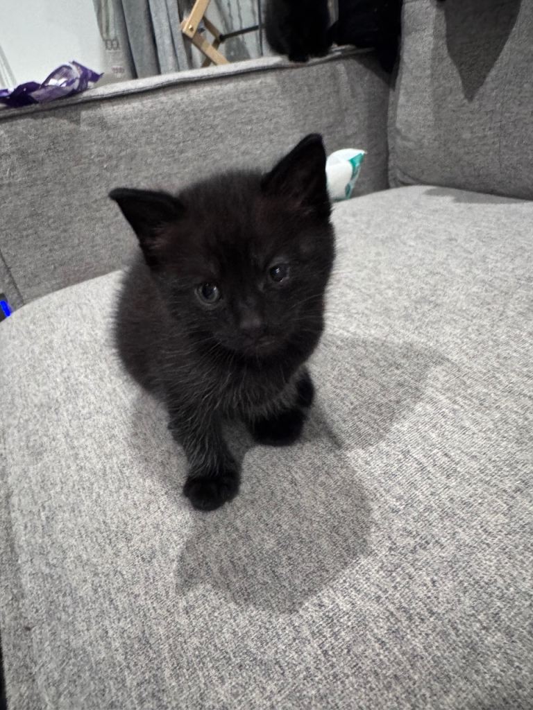 3 MALE KITTENS READY TO GO NOW