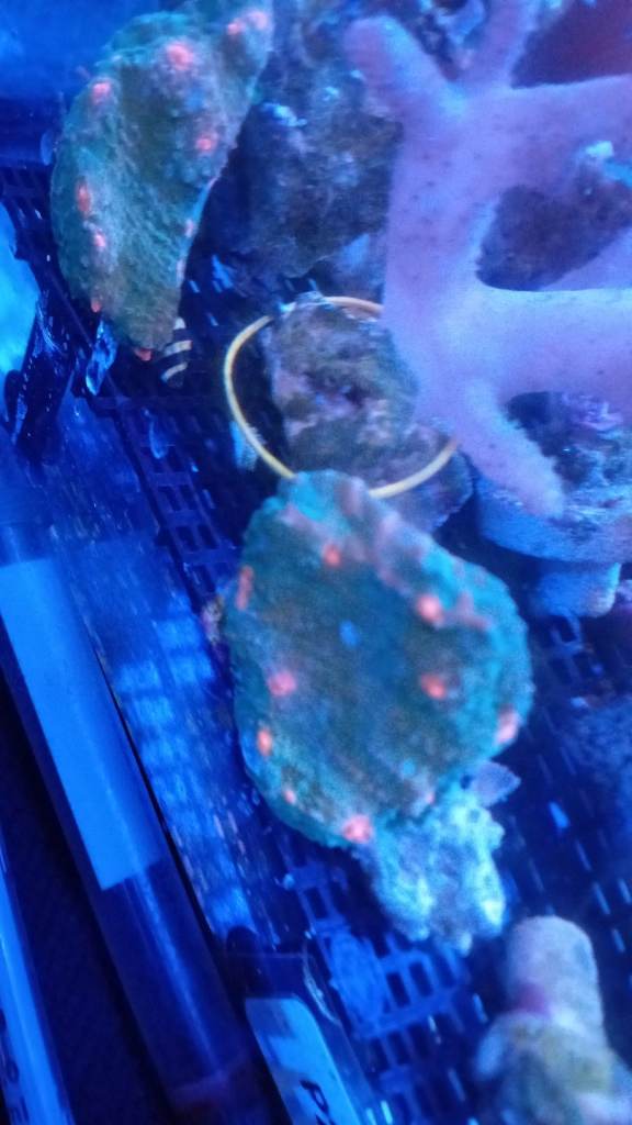 image for Chalice coral frag 