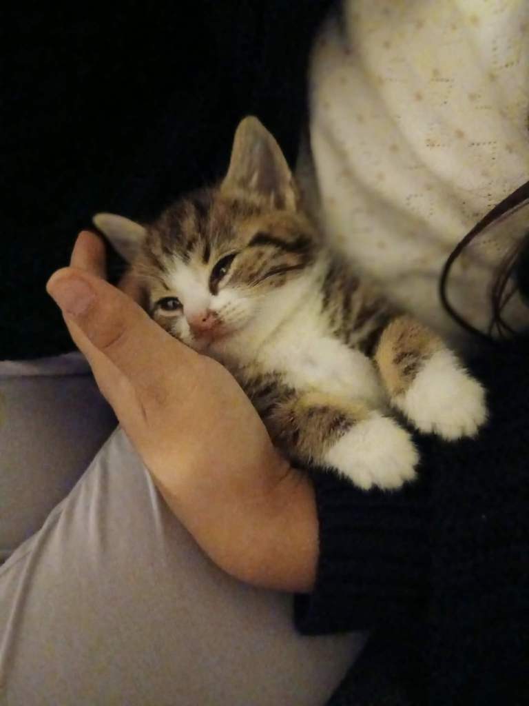 tabby kittens for sale!