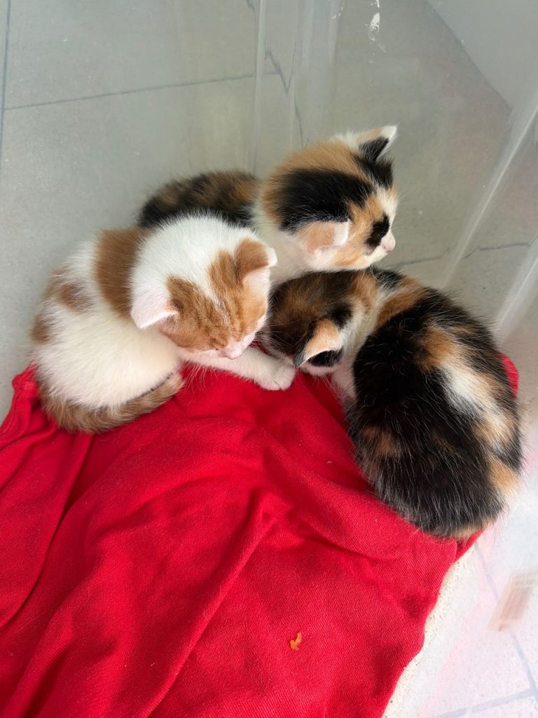 Kittens 