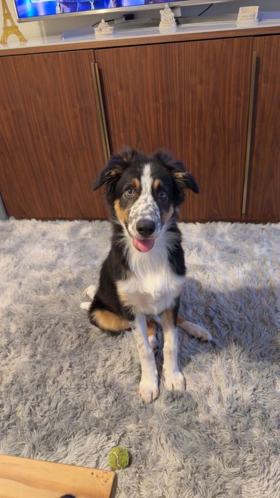 19 week old puppy 