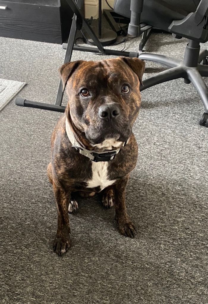Staffordshire Bull Terrier cross