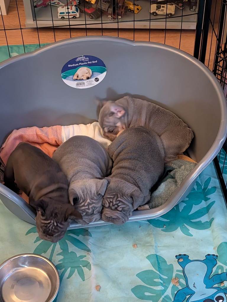French Bulldog puppies 