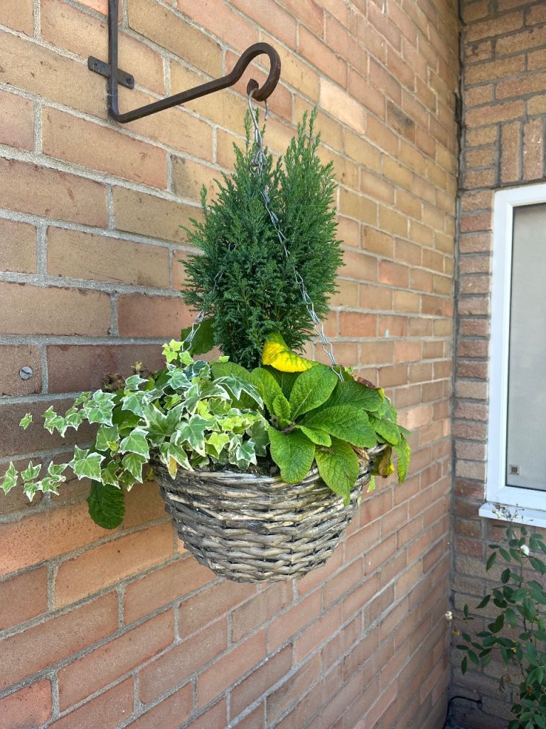Woven Hanging Basket with Hook – Established Plants