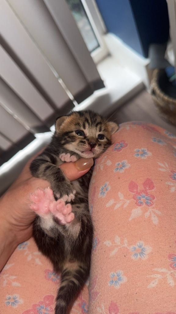 4 kittens for sale ready to go in two weeks from today