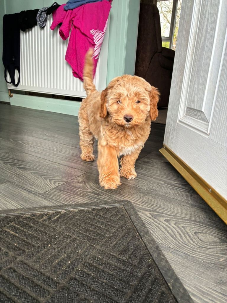 Cavapoo girl